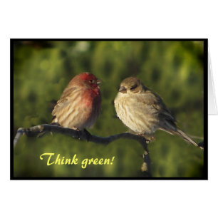 Lovebirdsjorddag OBS Kort