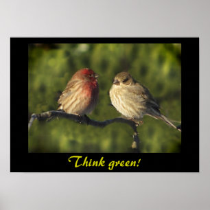 Lovebirdstänkagrönt Poster