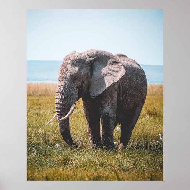 LOVELY ELEPHANT POSTER (Framsidan)
