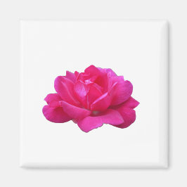 lovely single pink rose flower magnet