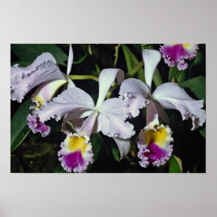 LovelyOrchid som cattleya-är hybrid-, cattleya Poster