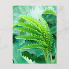 Löven Färsk Grönt Vykort