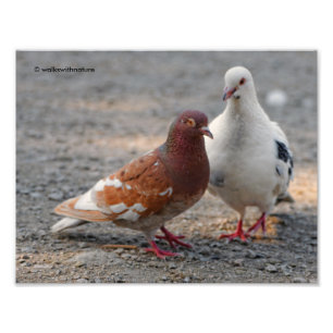 Lovey-Dovey Pigeons: Mina herrar föredrar Rödhårig Fototryck