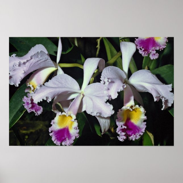LoveyOrchid, cattleya-hybrid, cattleya (trianae x  Poster (Framsidan)