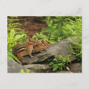 Loving Baby Chipmunk Syskon Vykort