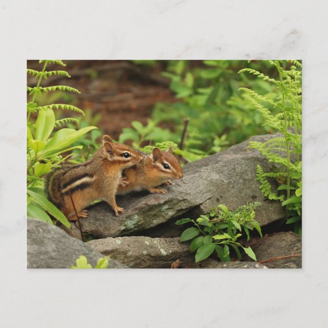 Loving Baby Chipmunk Syskon Vykort (Framsida)