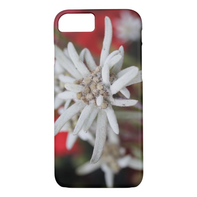 Loving Edelweiss Leontopodium nivale Case-Mate iPhone Skal (Baksida)