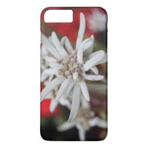 Loving Edelweiss Leontopodium nivale