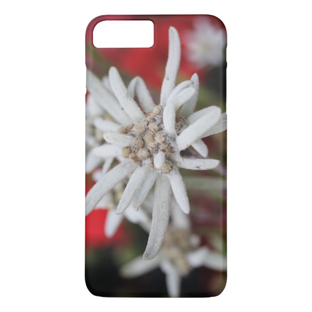 Loving Edelweiss Leontopodium nivale Case-Mate iPhone Skal (Baksida)