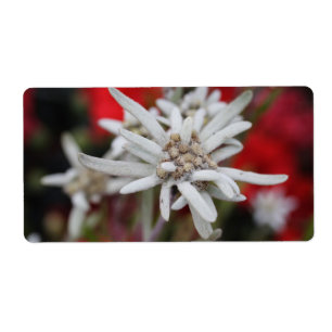 Loving Edelweiss Leontopodium nivale Fraktsedel