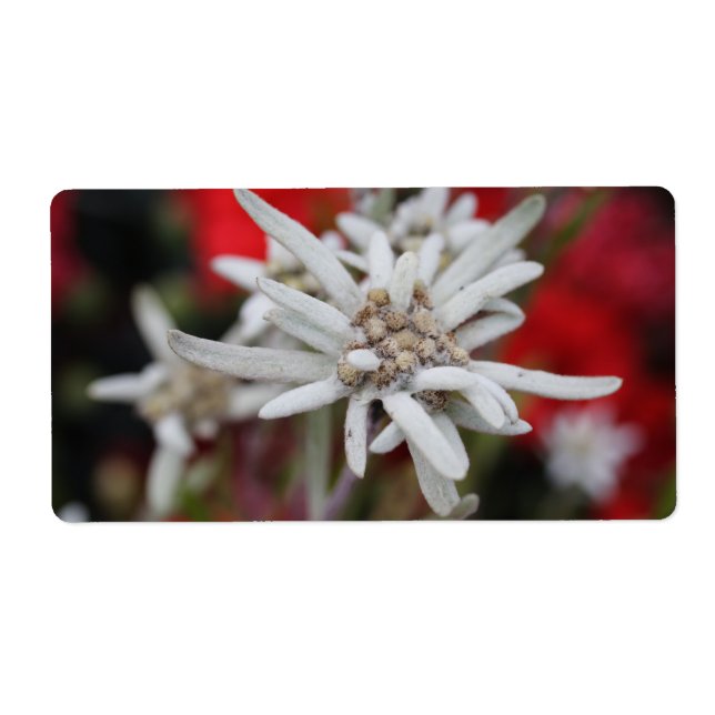 Loving Edelweiss Leontopodium nivale Fraktsedel (Framsidan)