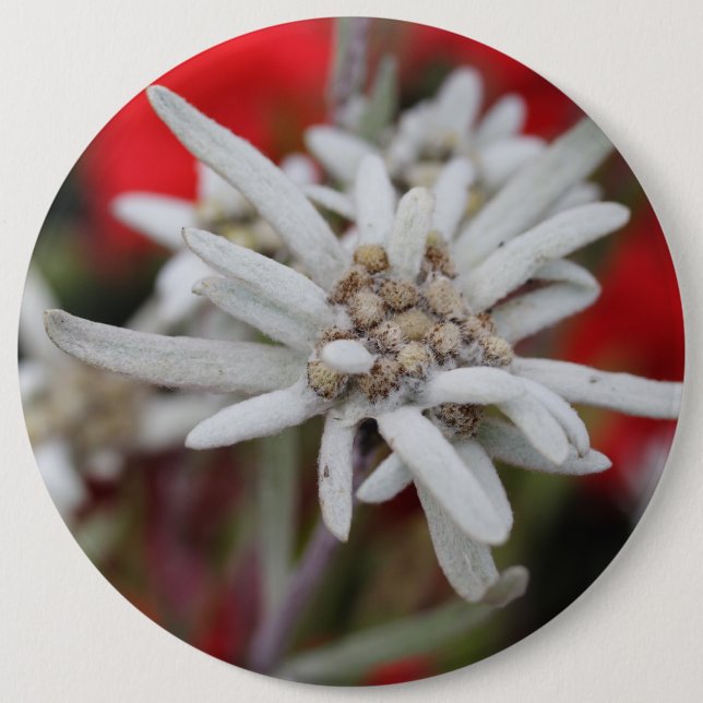 Loving Edelweiss Leontopodium nivale Knapp (Framsida)