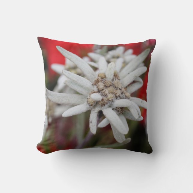 Loving Edelweiss Leontopodium nivale Kudde (Framsida)