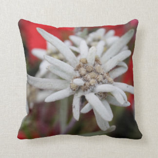 Loving Edelweiss Leontopodium nivale Kudde