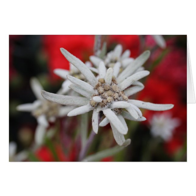 Loving Edelweiss Leontopodium nivale OBS Kort (Framsidan Horizontal)