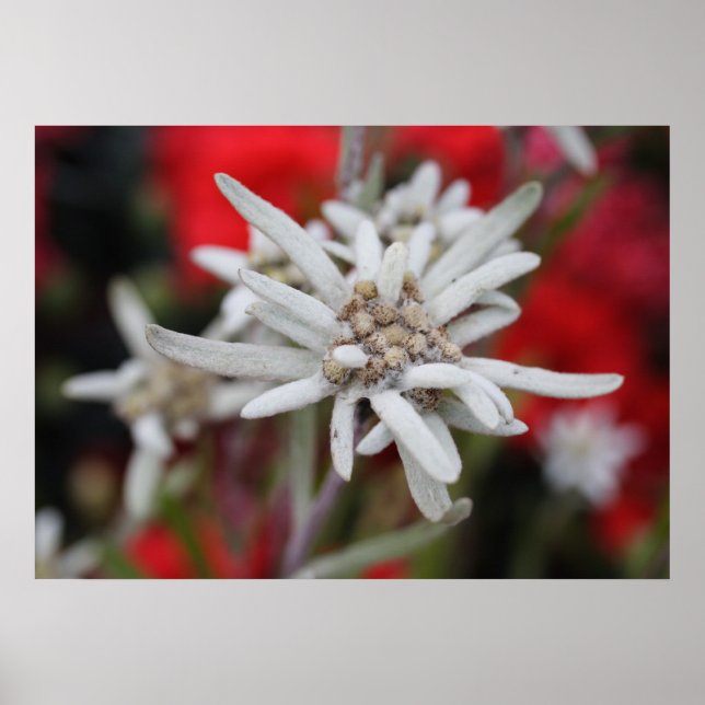 Loving Edelweiss Leontopodium nivale Poster (Framsidan)