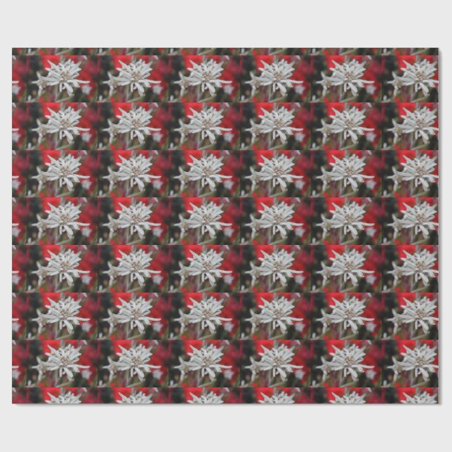 Loving Edelweiss Leontopodium nivale Presentpapper (Platt)