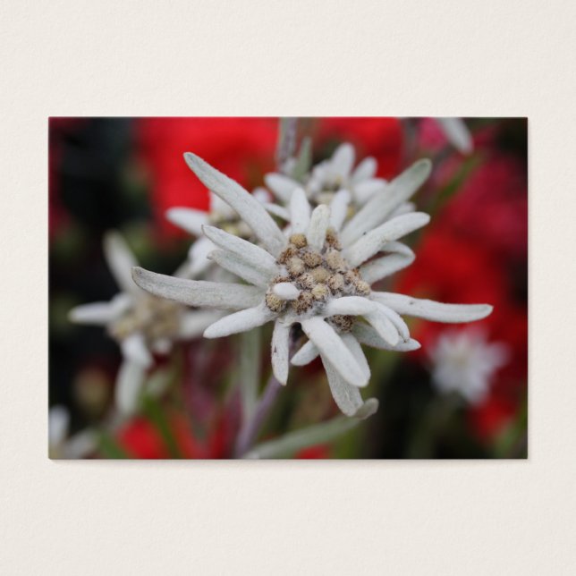 Loving Edelweiss Leontopodium nivale Visitkort (Framsidan)