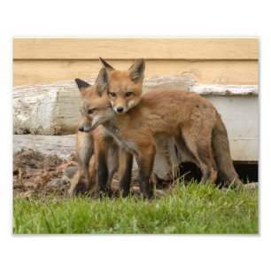 Loving Fox Kits Fototryck