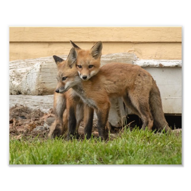Loving Fox Kits Fototryck (Framsidan)