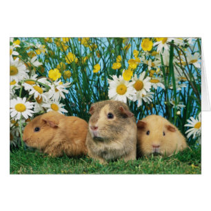 Loving Hamsters 35 Hälsningskort