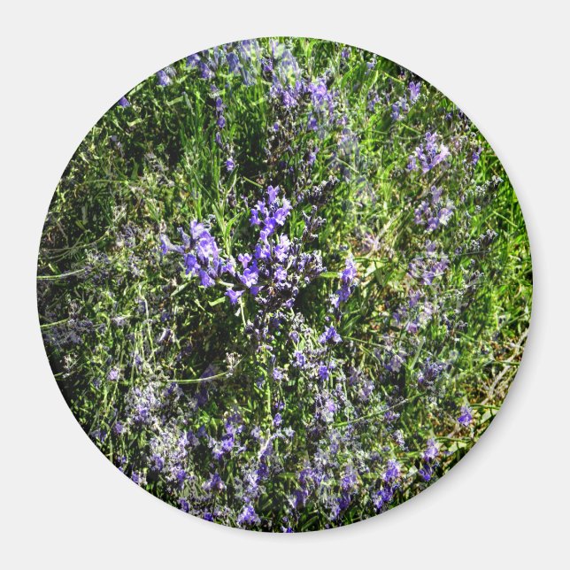 Loving Lavender.... Magnet (Framsidan)