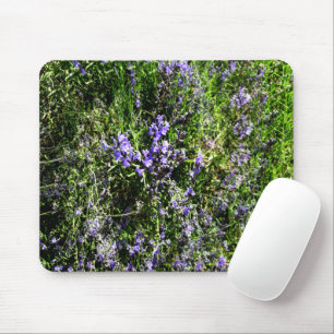 Loving Lavender.... Musmatta