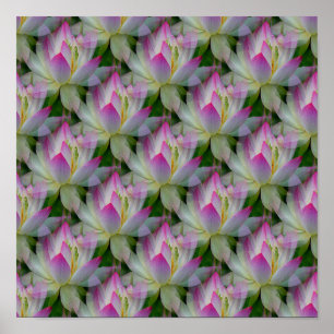 Loving Lotus... Poster