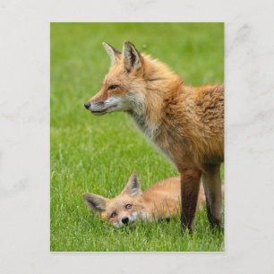 Loving Öga Foxes Vykort