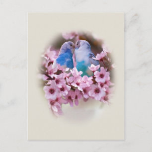 Loving Parakeets vycard Vykort