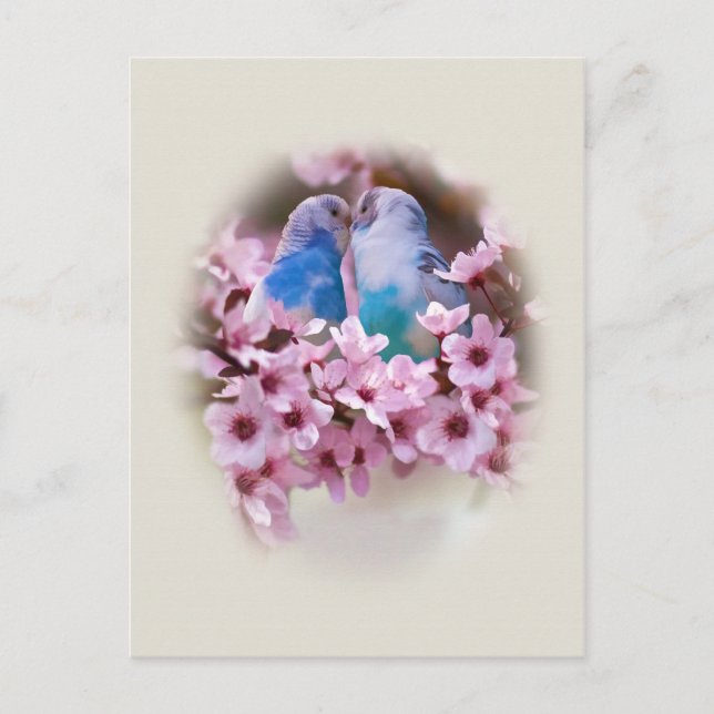 Loving Parakeets vycard Vykort (Framsida)