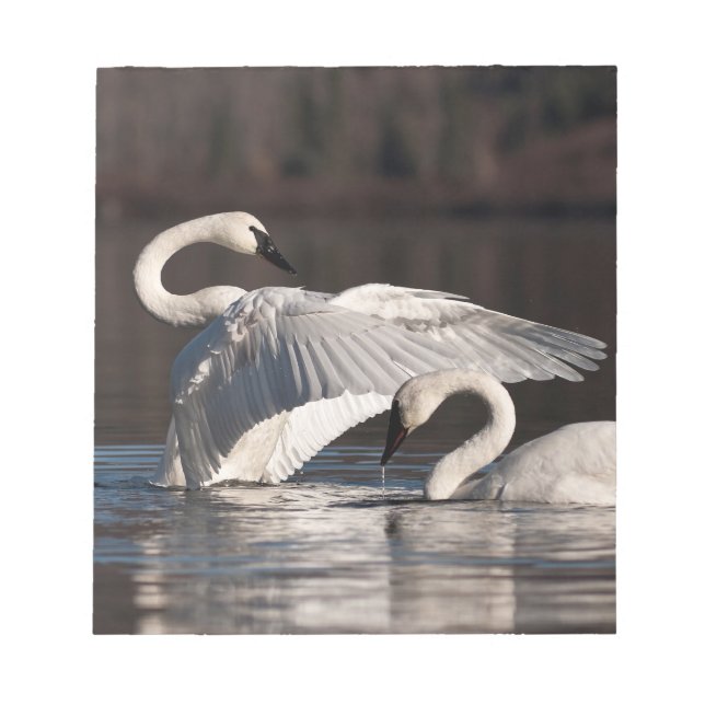 Loving Svanar Anteckningsblock (Framsida)