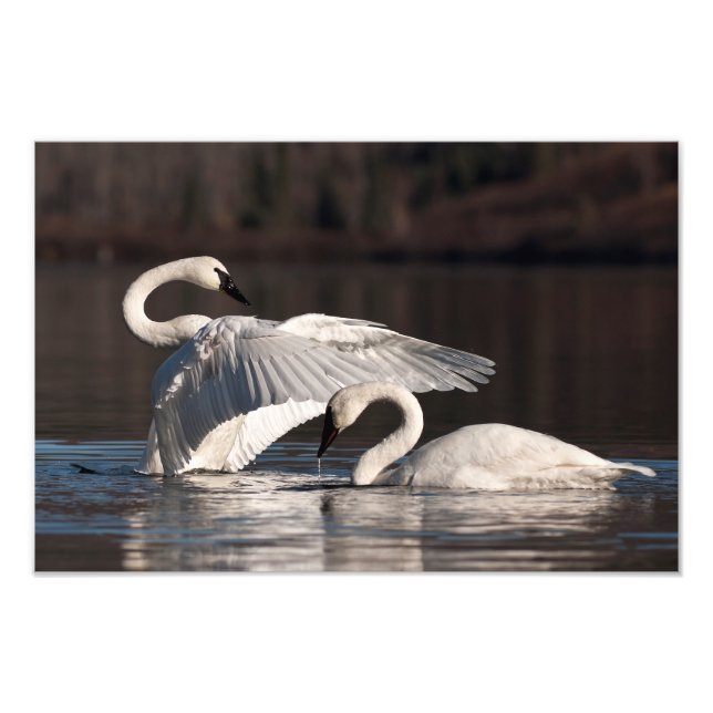 Loving Svanar Fototryck (Framsidan)