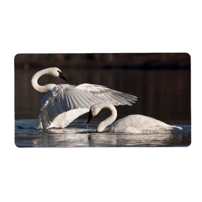 Loving Svanar Fraktsedel (Framsidan)