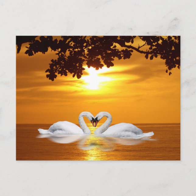 Loving svanar vykort (Framsida)
