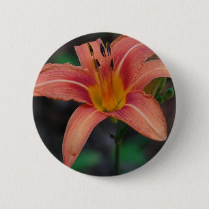 Loving Tawny Daylily Apparel and Gifts Knapp