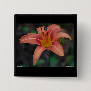 Loving Tawny Daylily Apparel and Gifts Knapp