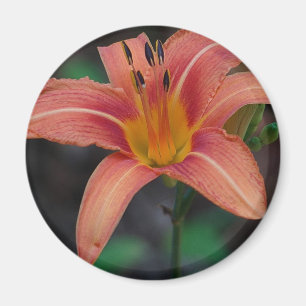 Loving Tawny Daylily Apparel and Gifts Magnet