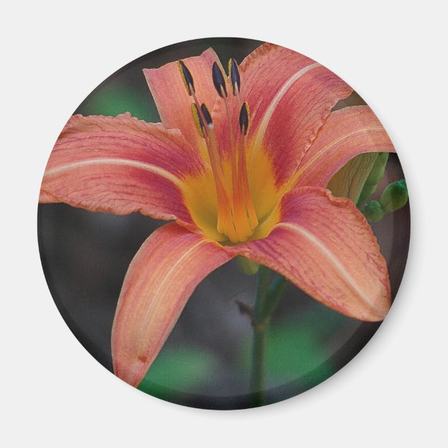 Loving Tawny Daylily Apparel and Gifts Magnet (Framsidan)