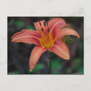 Loving Tawny Daylily Apparel and Gifts Vykort