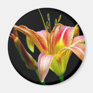 Loving Tawny Daylily II Apparel och presenter Magnet