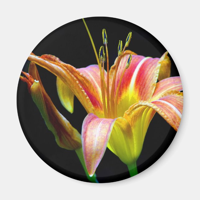 Loving Tawny Daylily II Apparel och presenter Magnet (Framsidan)
