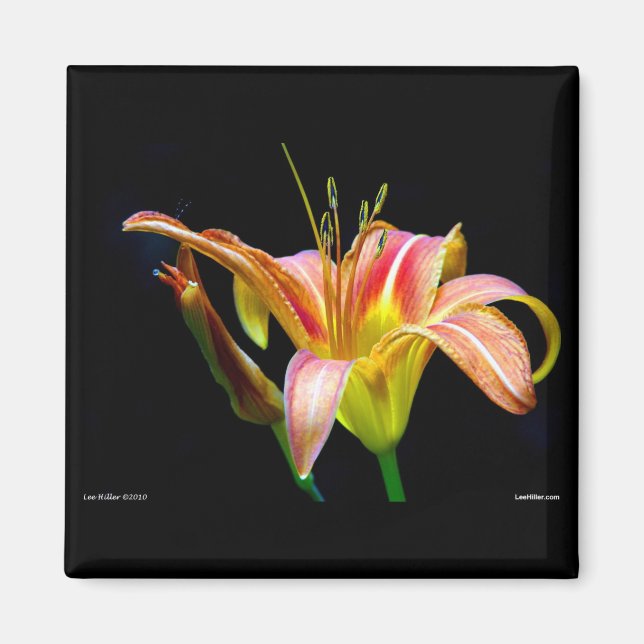 Loving Tawny Daylily II Apparel och presenter Magnet (Framsidan)