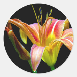 Loving Tawny Daylily II Apparel och presenter Runt Klistermärke