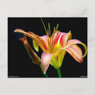 Loving Tawny Daylily II Apparel och presenter Vykort