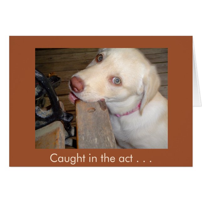 Loving You Gul lab. Hälsningskort (Framsidan Horizontal)