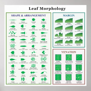 Lövmorfologi kartlägger poster