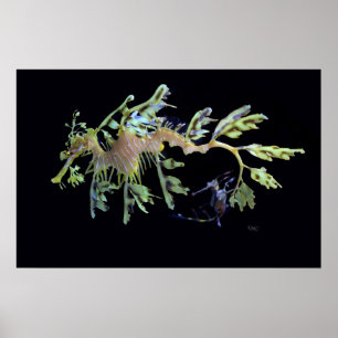 Lövrik havsdrake & Weedy Seadragon Poster