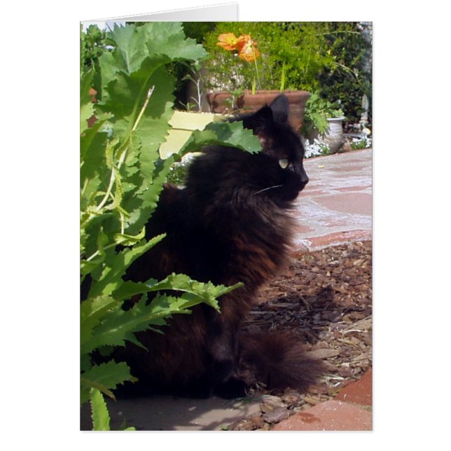 Lövrikt Madeleine kort (Framsidan)