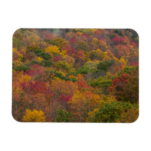 Lövskog i Randolph County, West Virginia Magnet